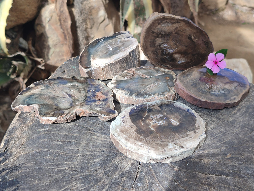 Polished Petrified Wood Slices x 6 From Gokwe, Zimbabwe - Toprock Gemstones and Minerals 