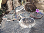 Polished Petrified Wood Slices x 6 From Gokwe, Zimbabwe - Toprock Gemstones and Minerals 