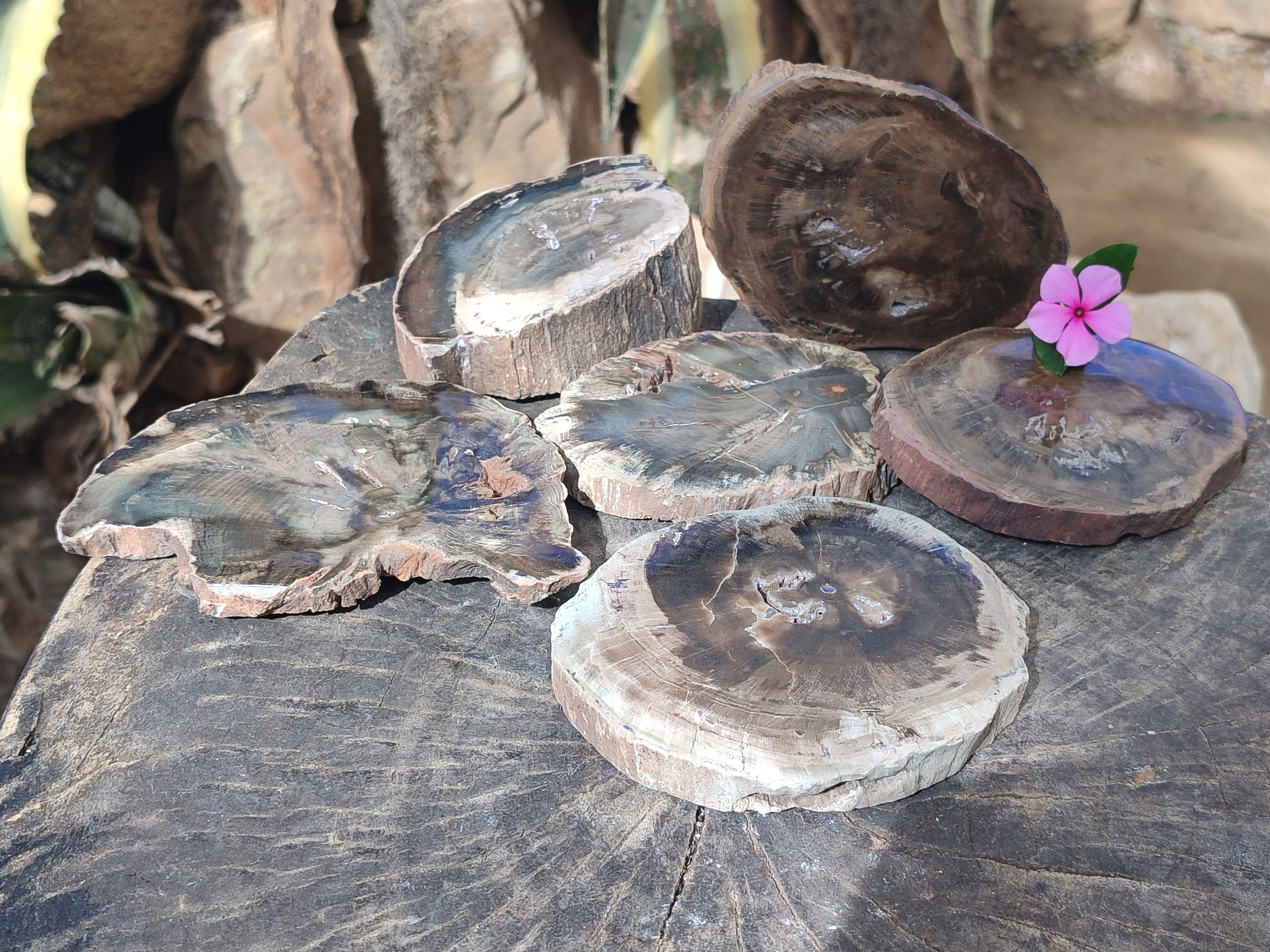 Polished Petrified Wood Slices x 6 From Gokwe, Zimbabwe - Toprock Gemstones and Minerals 