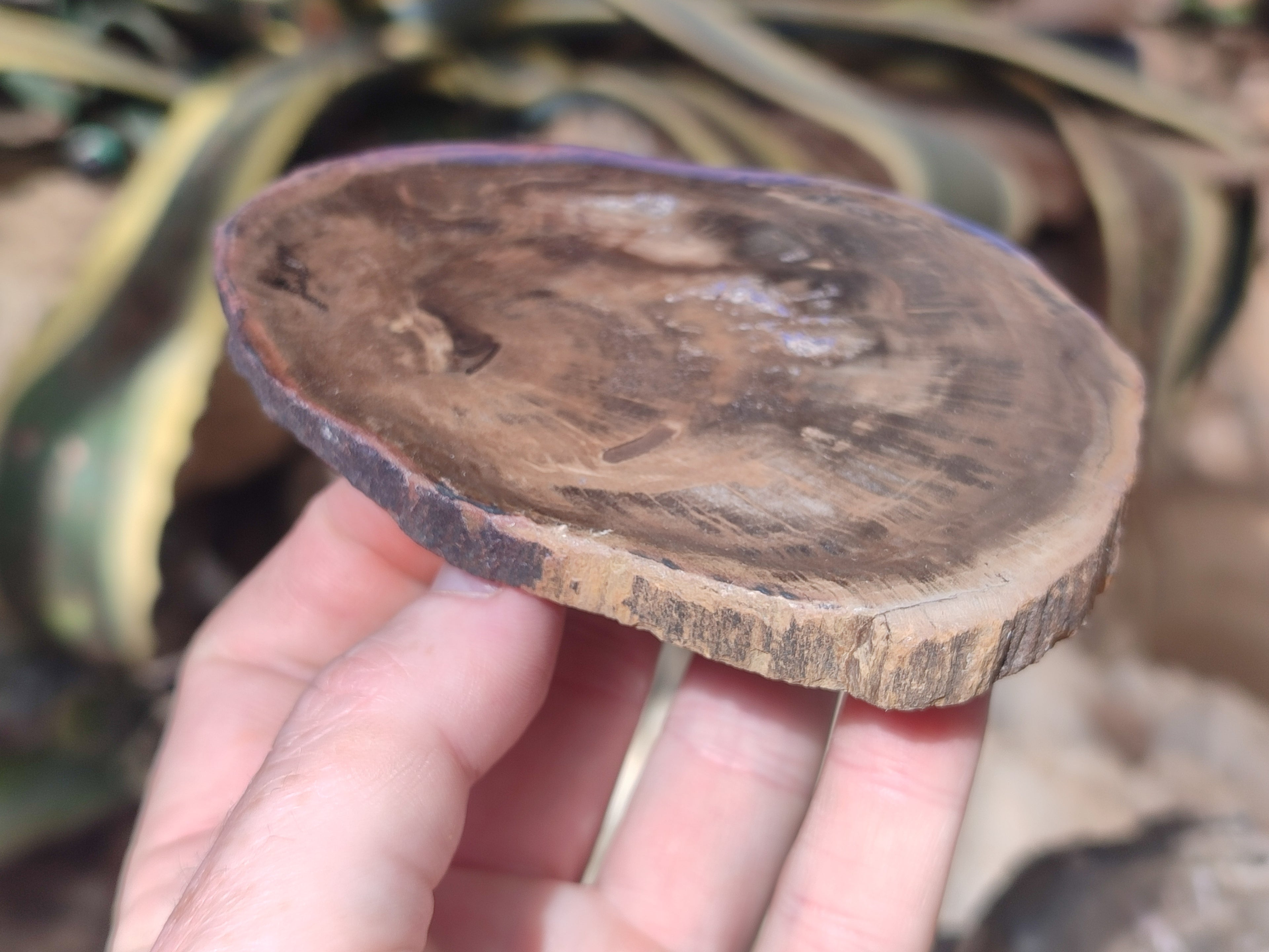 Polished Petrified Wood Slices x 6 From Gokwe, Zimbabwe - Toprock Gemstones and Minerals 