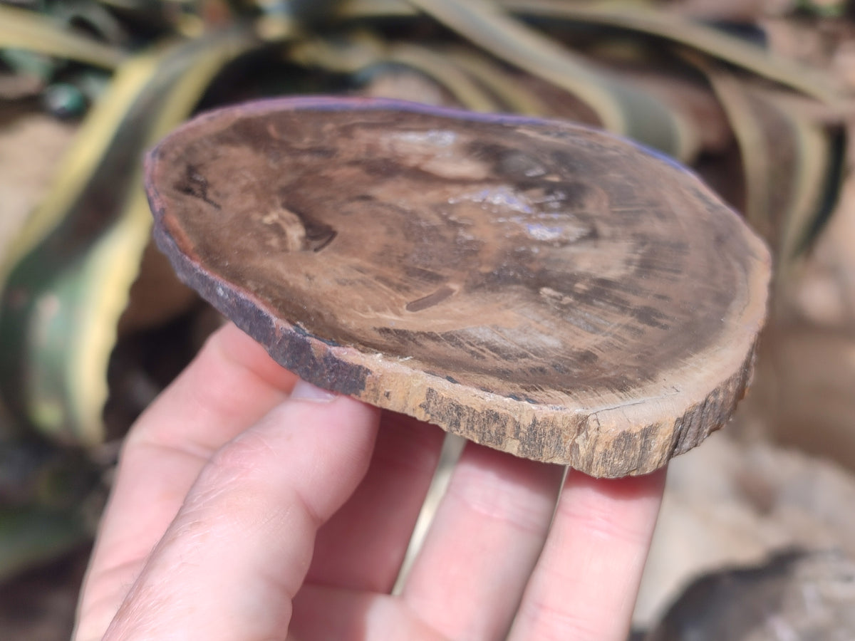 Polished Petrified Wood Slices x 6 From Gokwe, Zimbabwe - Toprock Gemstones and Minerals 