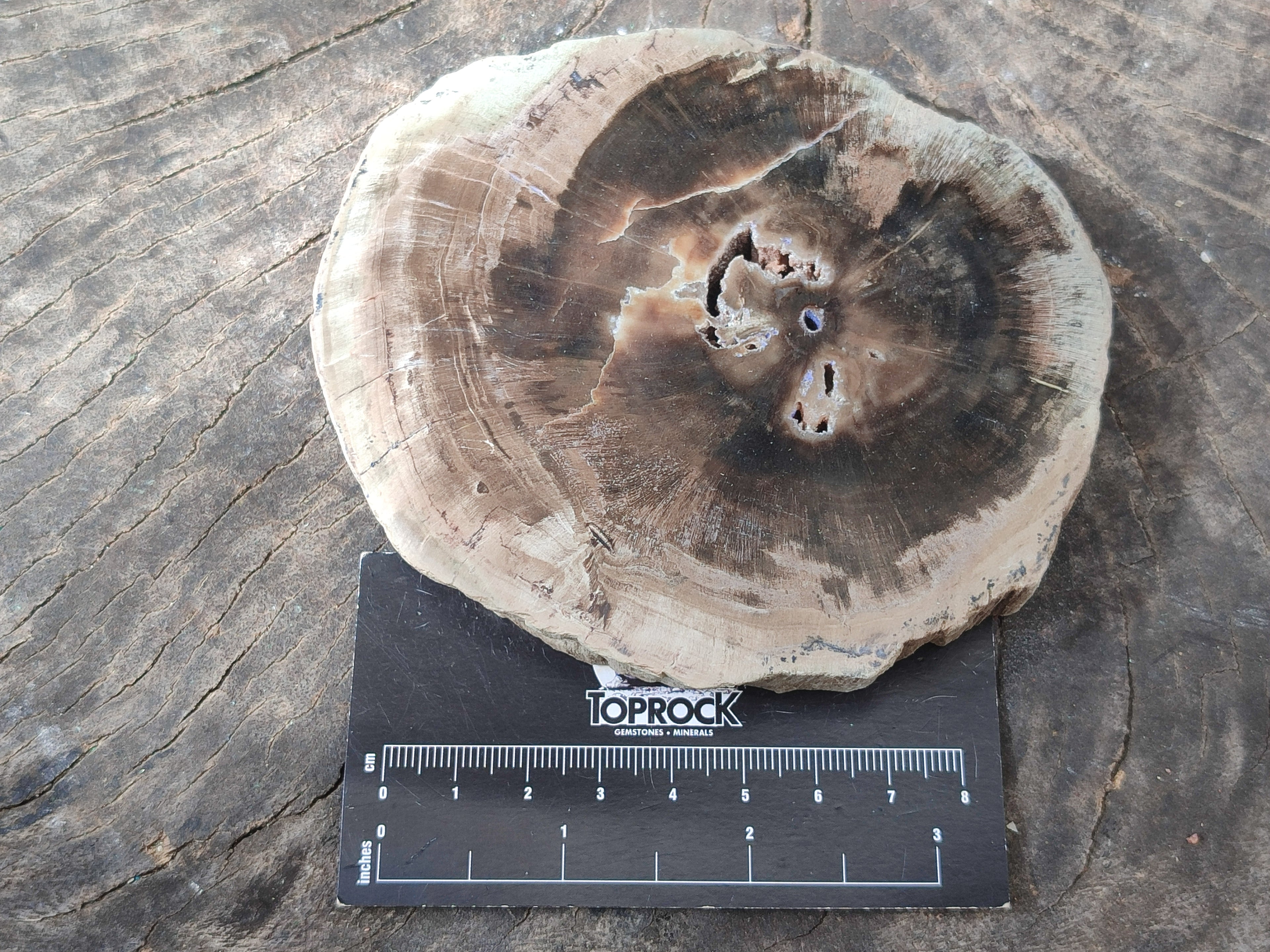 Polished Petrified Wood Slices x 6 From Gokwe, Zimbabwe - Toprock Gemstones and Minerals 