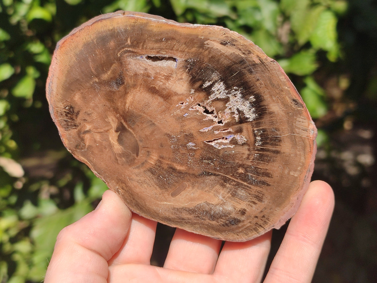 Polished Petrified Wood Slices x 6 From Gokwe, Zimbabwe - Toprock Gemstones and Minerals 