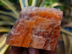 Natural Sunset Orange Calcite Specimens x 12 From Spitzkop, Namibia - Toprock Gemstones and Minerals 