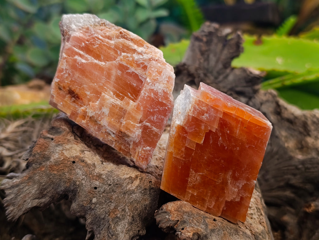 Natural Sunset Orange Calcite Specimens x 12 From Spitzkop, Namibia - Toprock Gemstones and Minerals 