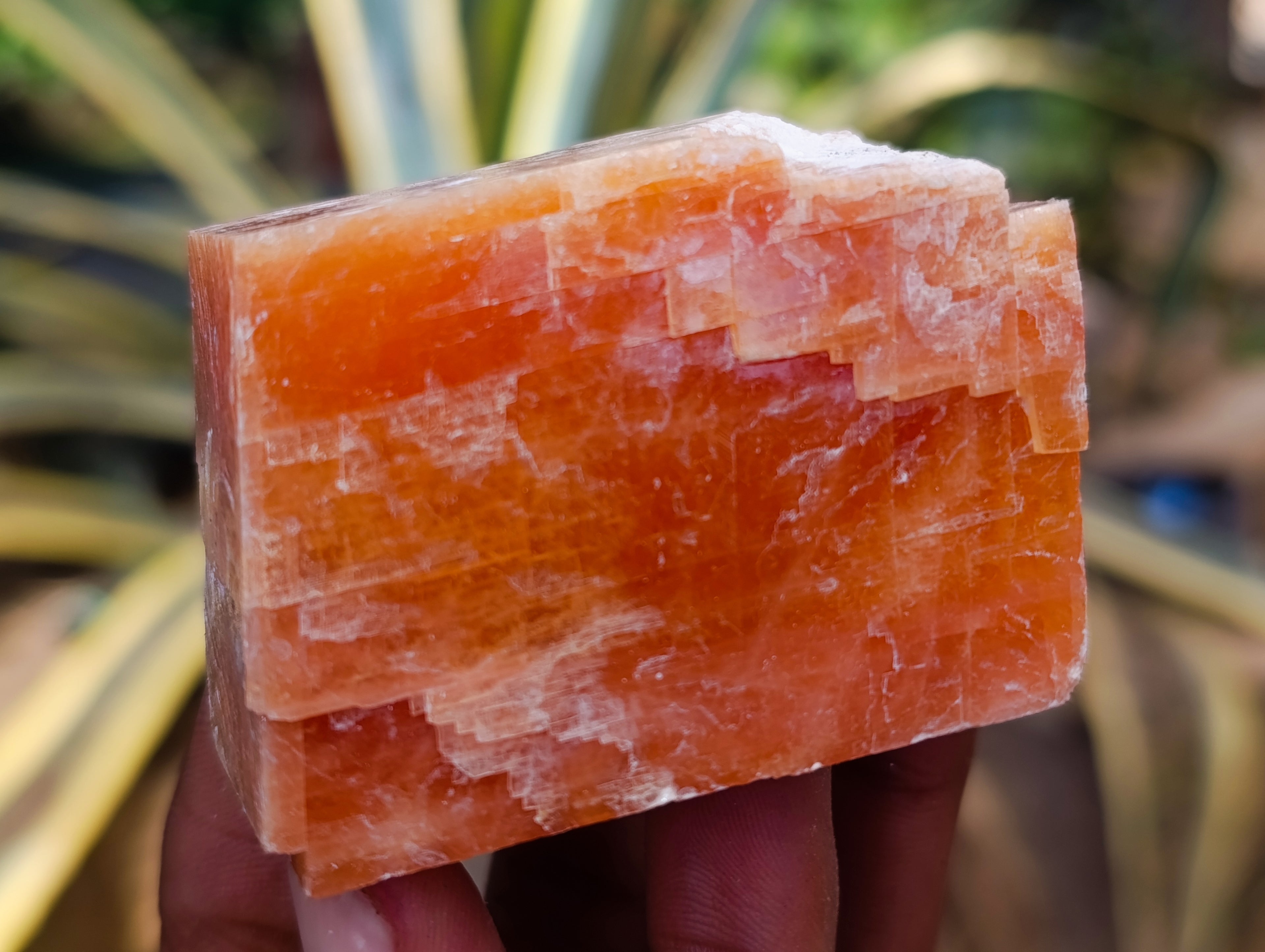 Natural Sunset Orange Calcite Specimens x 12 From Spitzkop, Namibia - Toprock Gemstones and Minerals 