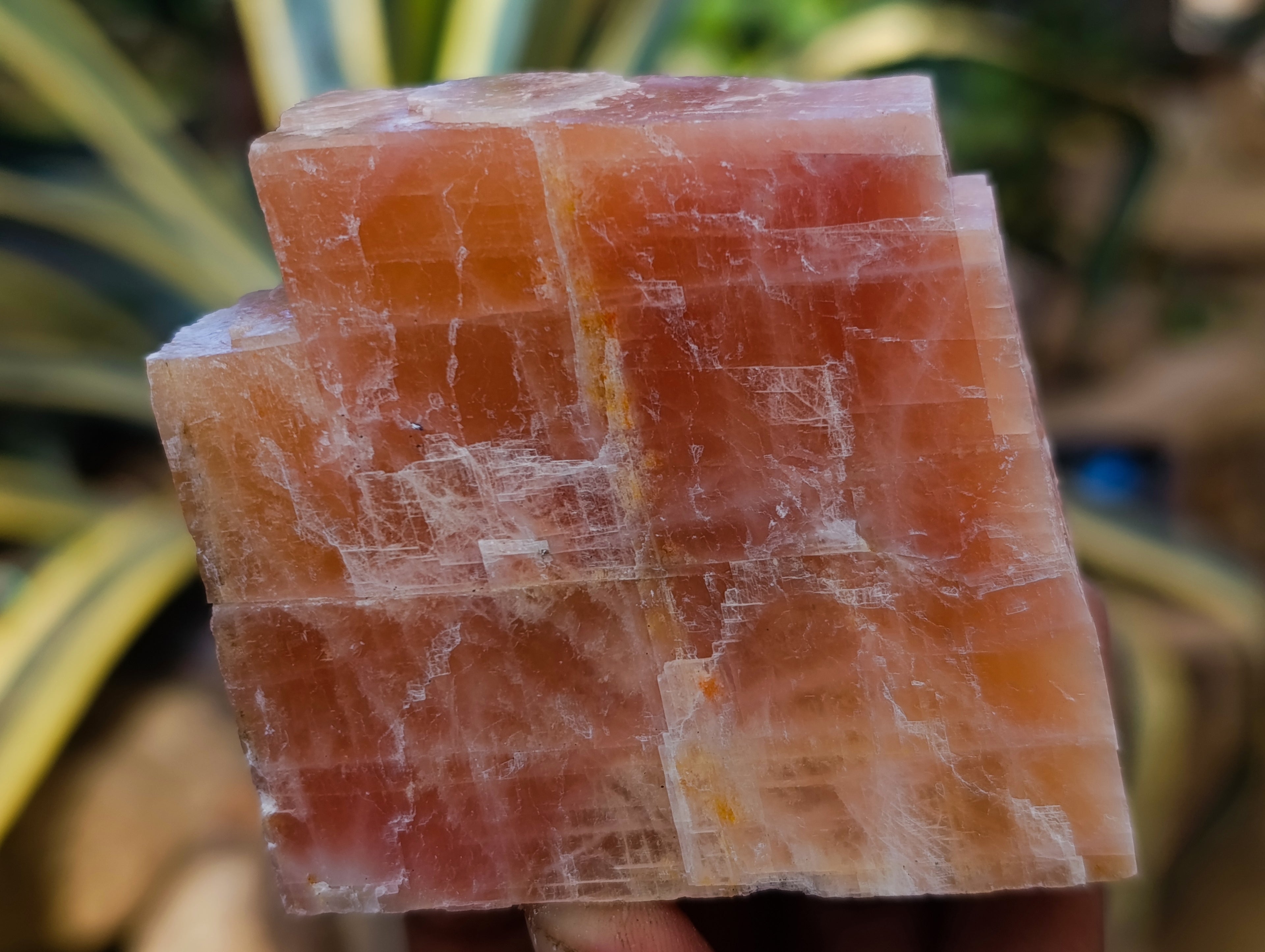 Natural Sunset Orange Calcite Specimens x 12 From Spitzkop, Namibia - Toprock Gemstones and Minerals 