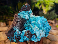 Natural Drusy Coated Chrysocolla with Malachite and Heterogenite x 1 From Congo - Toprock Gemstones and Minerals 