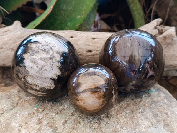 Polished Petrified Wood Spheres x 3 From Gokwe, Zimbabwe