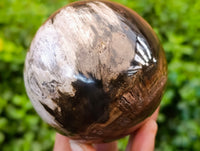 Polished Petrified Wood Spheres x 3 From Gokwe, Zimbabwe