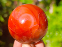 Polished Carnelian Spheres x 6 From Madagascar
