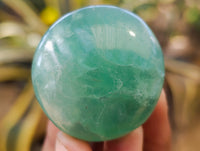 Polished Green Fluorite Palm Stones x 20 From Madagascar