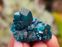 Natural Dioptase On Dolomite Specimens x 12 From Likasi, Congo - Toprock Gemstones and Minerals 