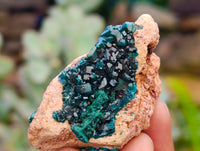 Natural Dioptase On Dolomite Specimens x 12 From Likasi, Congo - Toprock Gemstones and Minerals 