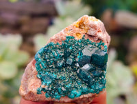 Natural Dioptase On Dolomite Specimens x 12 From Likasi, Congo - Toprock Gemstones and Minerals 