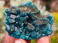 Natural Dioptase On Dolomite Specimens x 12 From Likasi, Congo - Toprock Gemstones and Minerals 