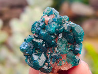 Natural Dioptase On Dolomite Specimens x 12 From Likasi, Congo - Toprock Gemstones and Minerals 