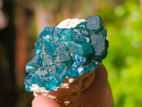 Natural Dioptase On Dolomite Specimens x 12 From Likasi, Congo - Toprock Gemstones and Minerals 