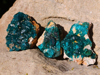 Natural Dioptase On Dolomite Specimens x 12 From Likasi, Congo - Toprock Gemstones and Minerals 
