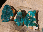 Natural Dioptase On Dolomite Specimens x 12 From Likasi, Congo - Toprock Gemstones and Minerals 