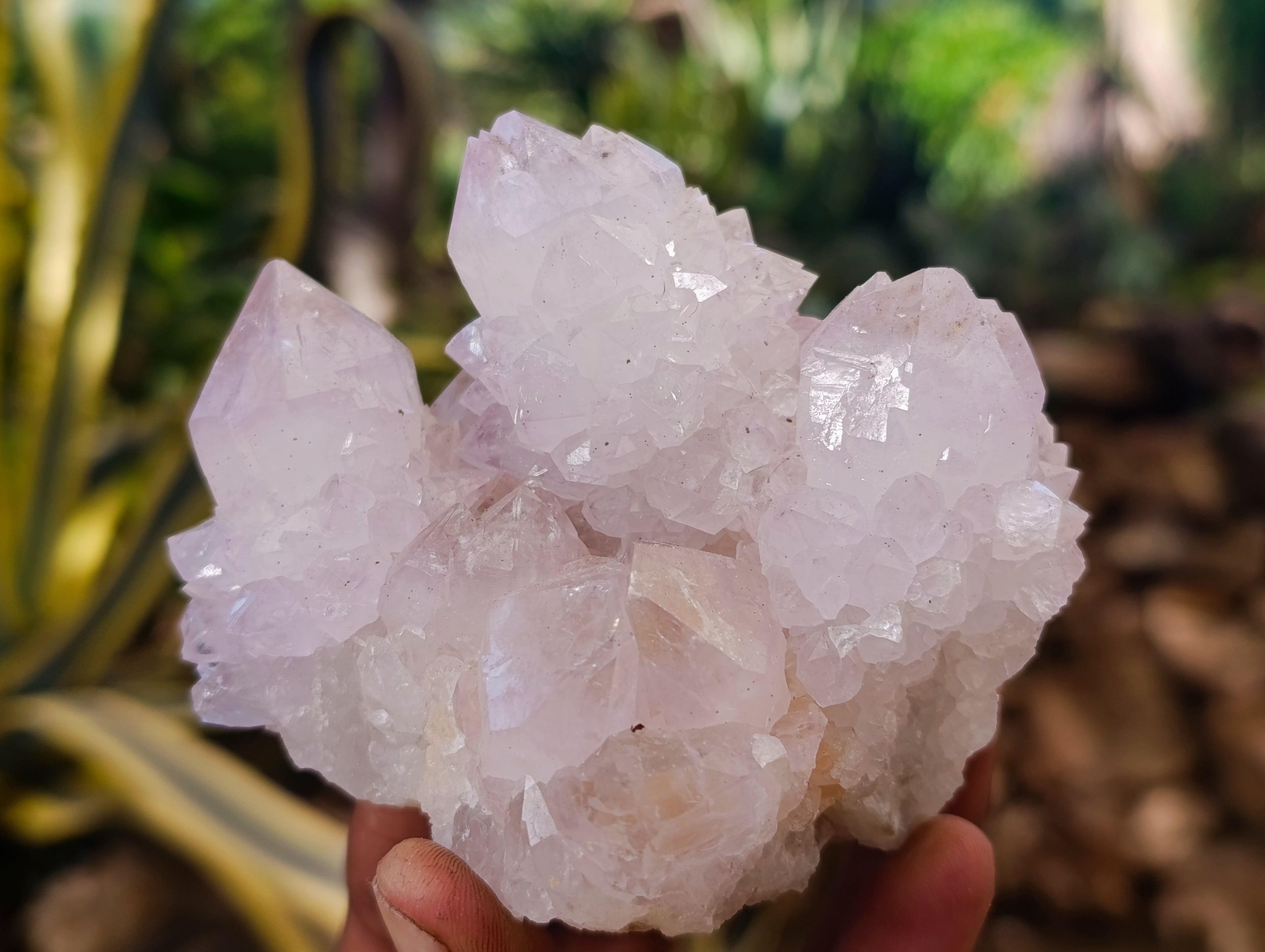 Natural Cactus Flower Amethyst Spirit Quartz Clusters x 4 From South Africa - Toprock Gemstones and Minerals 