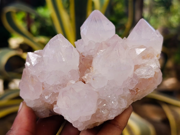 Natural Cactus Flower Amethyst Spirit Quartz Clusters x 4 From South Africa
