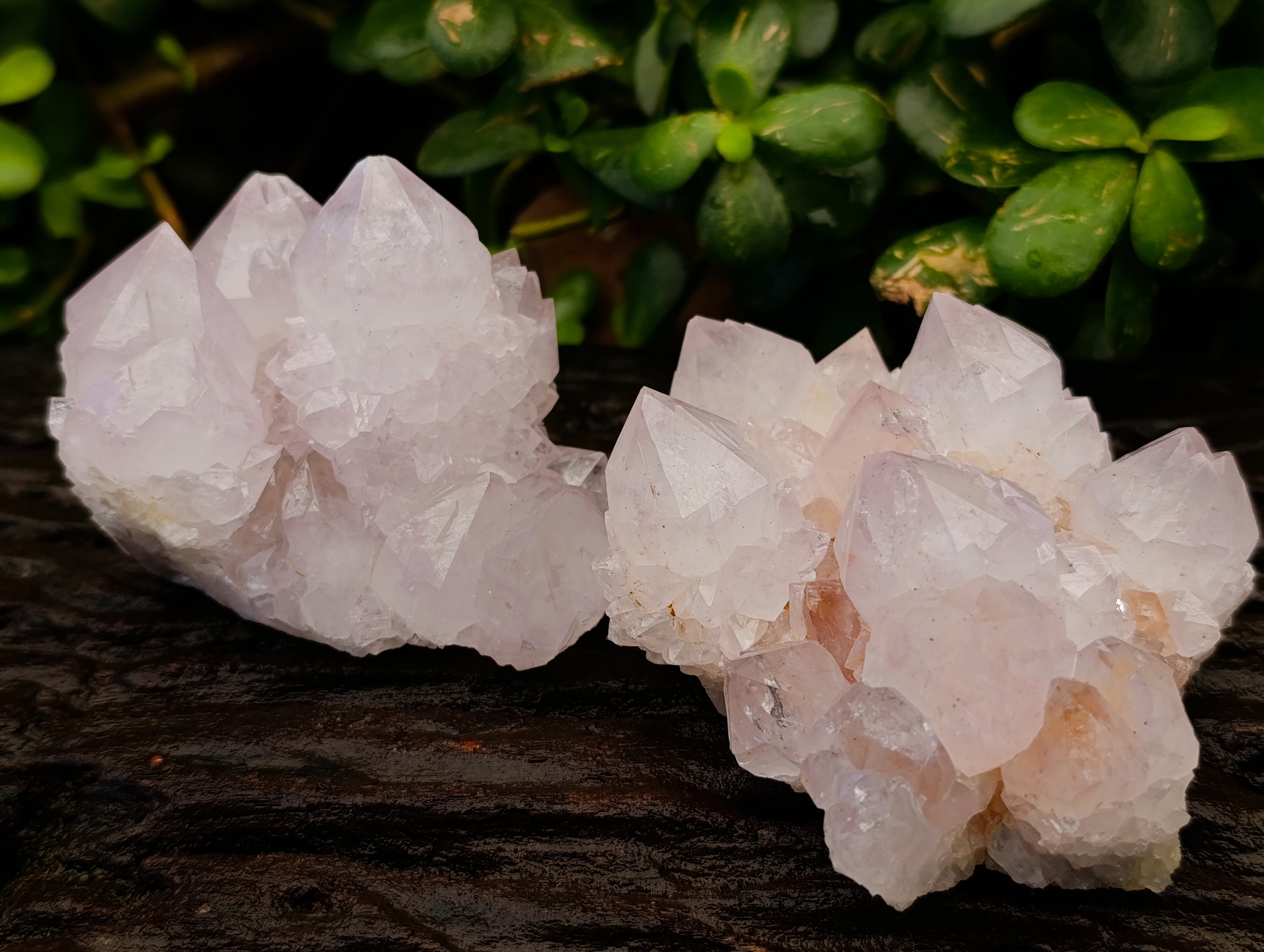 Natural Cactus Flower Amethyst Spirit Quartz Clusters x 4 From South Africa - Toprock Gemstones and Minerals 
