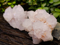 Natural Cactus Flower Amethyst Spirit Quartz Clusters x 4 From South Africa - Toprock Gemstones and Minerals 