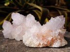 Natural Cactus Flower Amethyst Spirit Quartz Clusters x 4 From South Africa - Toprock Gemstones and Minerals 