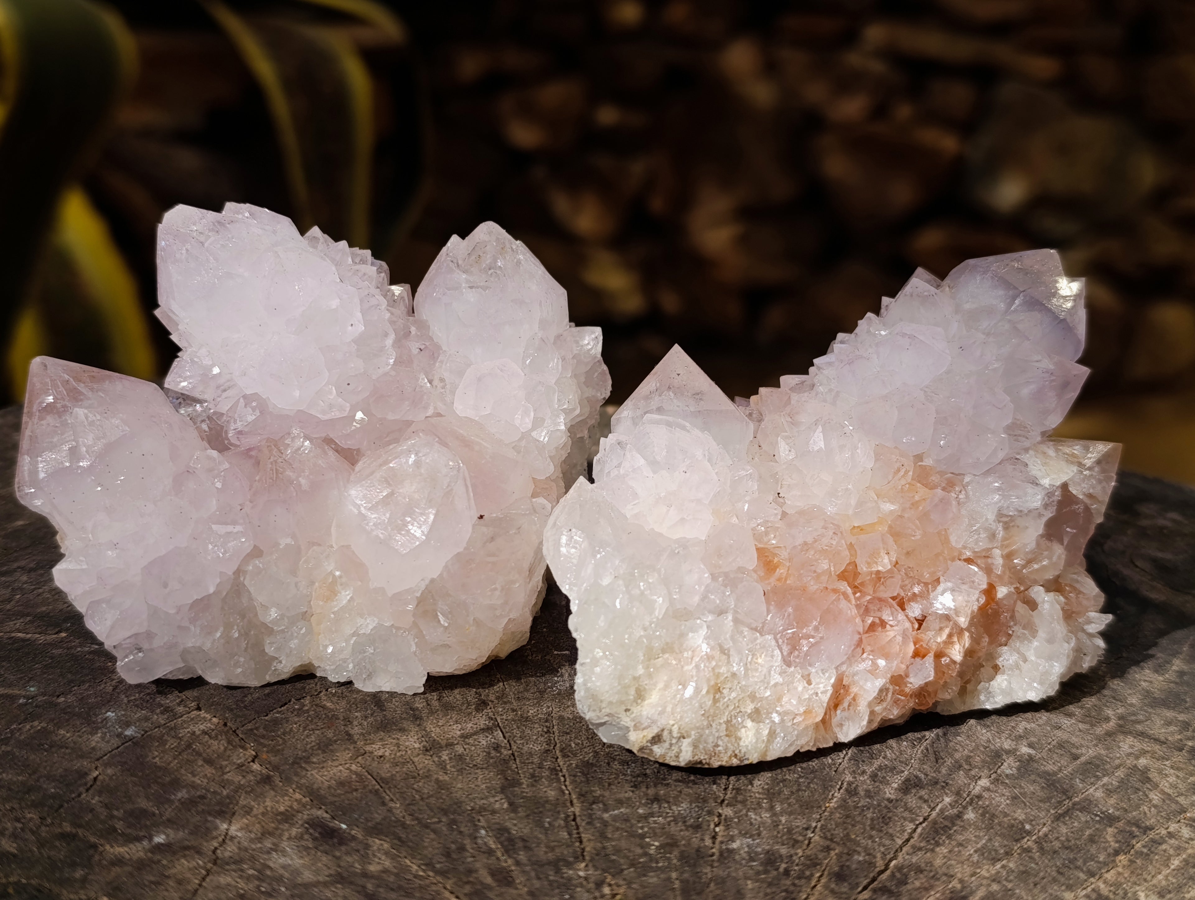 Natural Cactus Flower Amethyst Spirit Quartz Clusters x 4 From South Africa - Toprock Gemstones and Minerals 