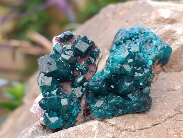Natural Dioptase On Dolomite Specimens x 12 From Likasi, Congo