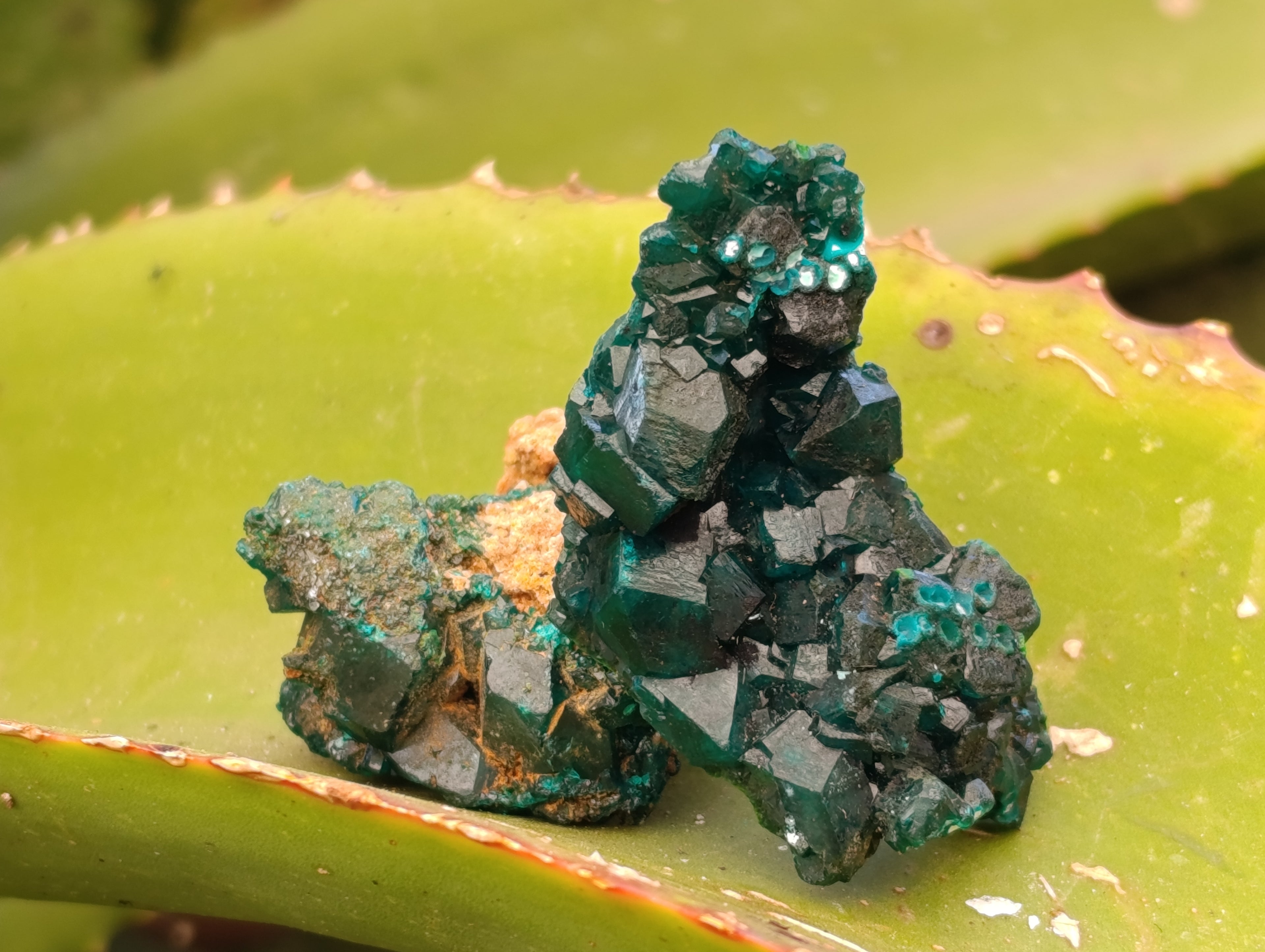 Natural Dioptase On Dolomite Specimens x 12 From Likasi, Congo - Toprock Gemstones and Minerals 