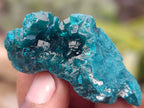 Natural Dioptase On Dolomite Specimens x 12 From Likasi, Congo - Toprock Gemstones and Minerals 