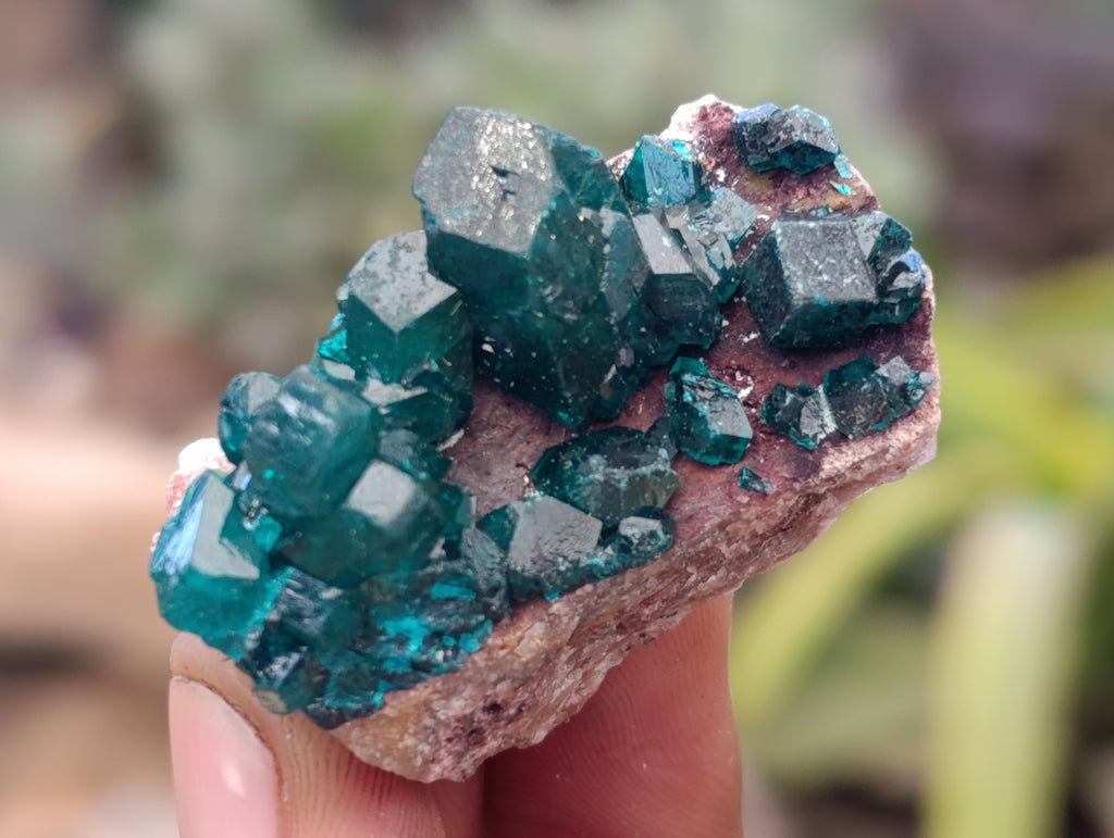 Natural Dioptase On Dolomite Specimens x 12 From Likasi, Congo - Toprock Gemstones and Minerals 