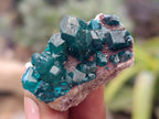 Natural Dioptase On Dolomite Specimens x 12 From Likasi, Congo - Toprock Gemstones and Minerals 