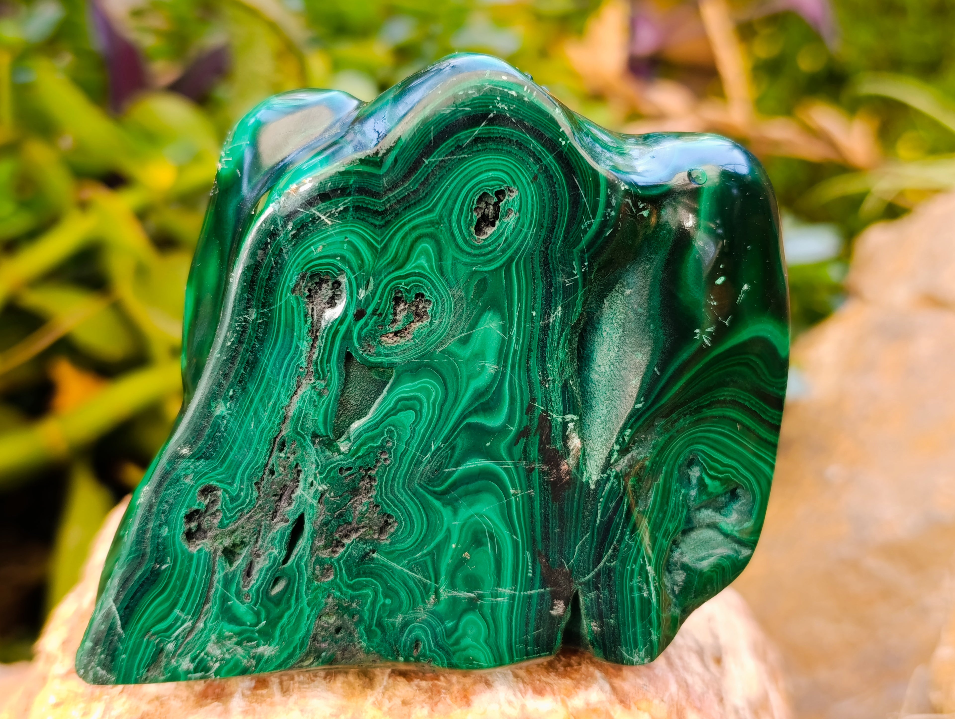 Polished Flower Banded Malachite Free Forms x 2 From Congo - Toprock Gemstones and Minerals 
