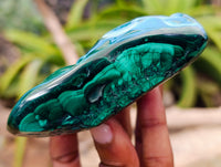 Polished Flower Banded Malachite Free Forms x 2 From Congo