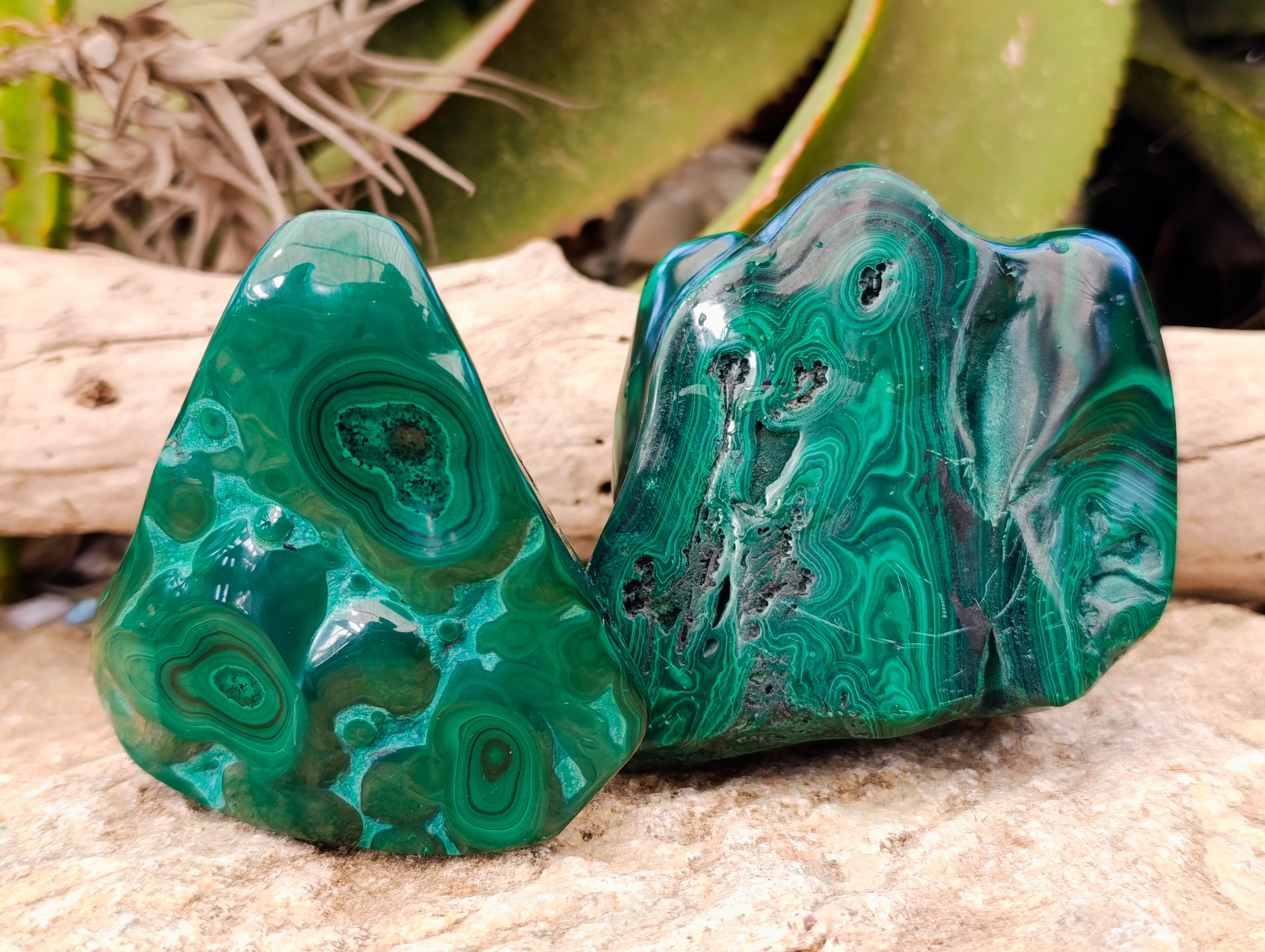 Polished Flower Banded Malachite Free Forms x 2 From Congo - Toprock Gemstones and Minerals 