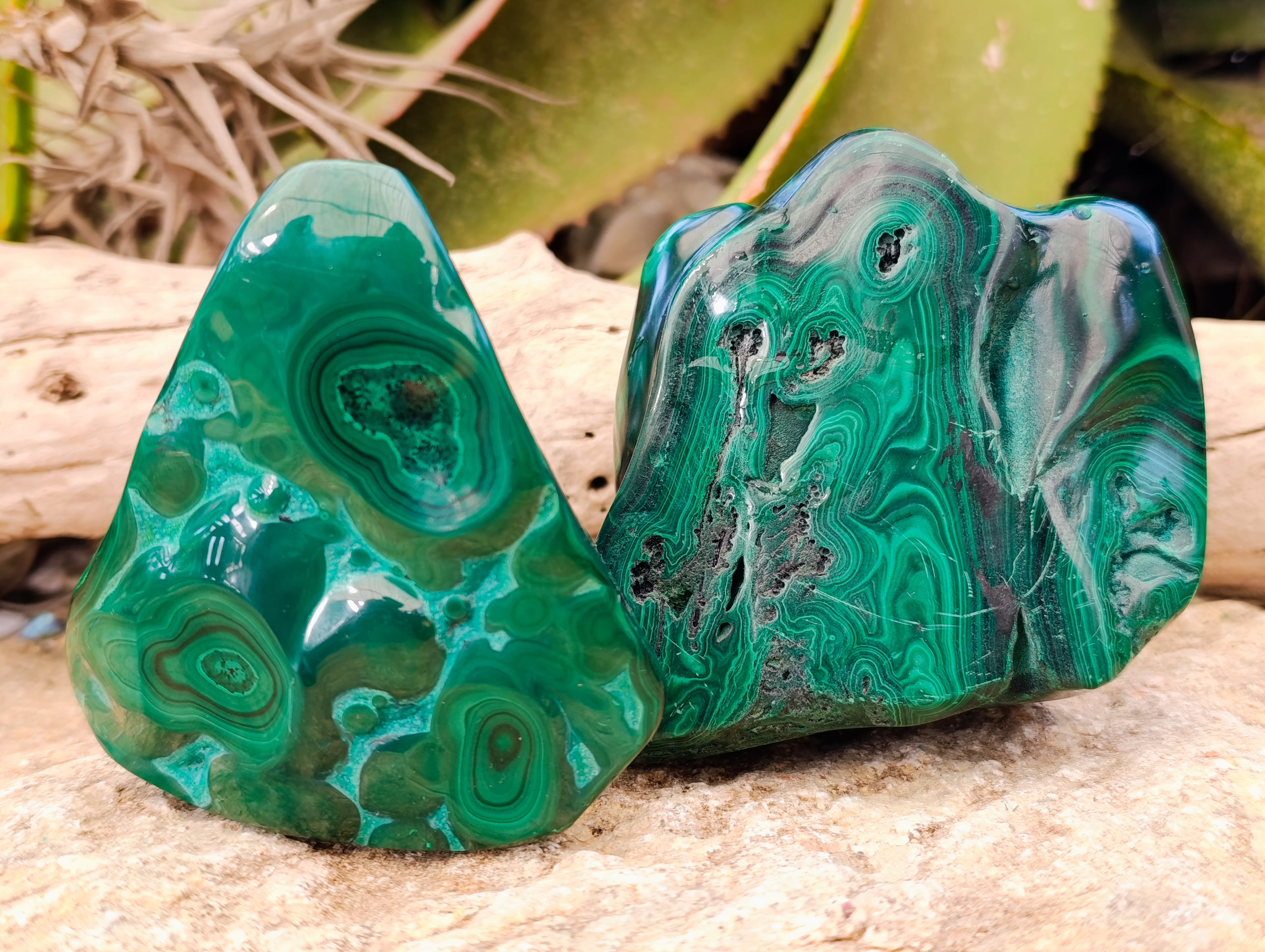 Polished Flower Banded Malachite Free Forms x 2 From Congo - Toprock Gemstones and Minerals 