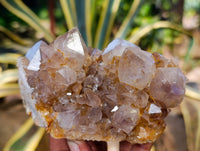 Natural Smokey Ametrine Spirit Quartz Crystals x 4 From South Africa