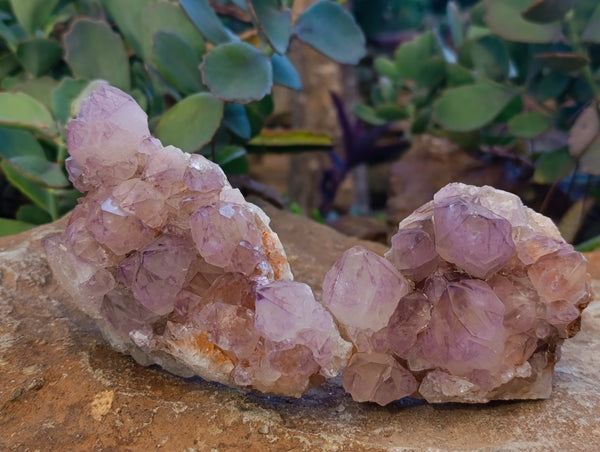 Natural Sunburst Amethyst Spirit Quartz Clusters x 4 From South Africa