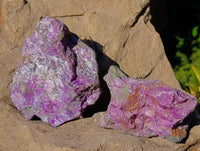 Natural Stichtite Cobbed Specimens x 12 From Barberton, South Africa