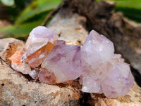 Natural Sunburst Cactus Flower Amethyst Spirit Quartz Clusters x 20 From South Africa