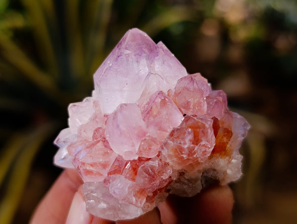 Natural Sunburst Cactus Flower Amethyst Spirit Quartz Clusters x 20 From South Africa