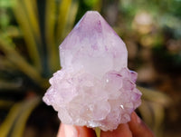 Natural Sunburst Cactus Flower Amethyst Spirit Quartz Clusters x 20 From South Africa