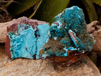 Natural Drusy Coated Chrysocolla with Malachite Specimens x 2 From Congo