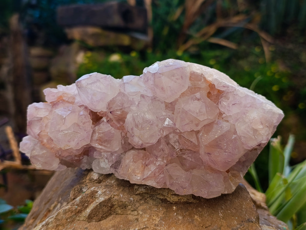 Natural Sunburst Cactus Flower Amethyst Spirit Quartz Clusters x 2 From South Africa - Toprock Gemstones and Minerals 