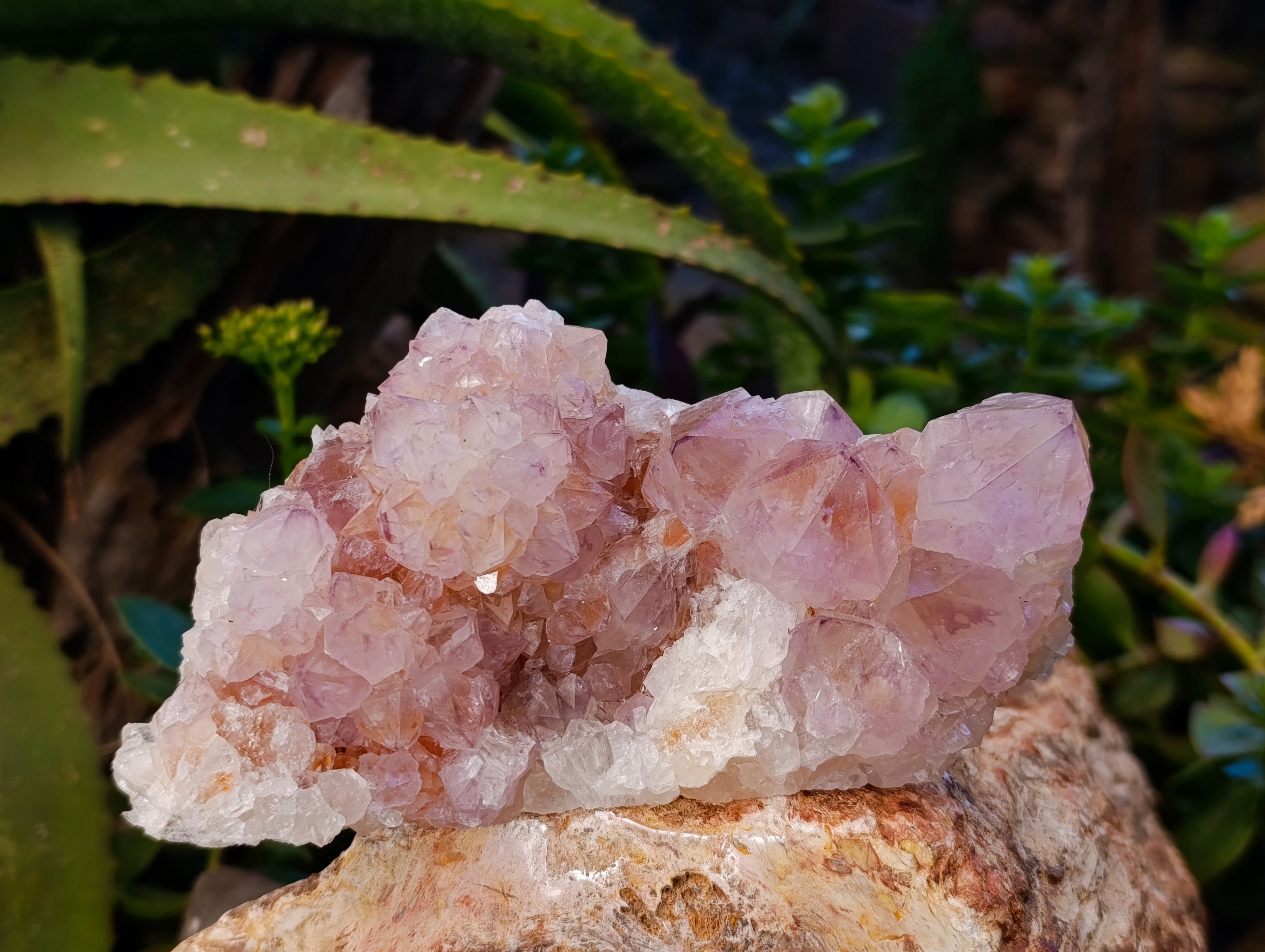 Natural Sunburst Cactus Flower Amethyst Spirit Quartz Clusters x 2 From South Africa - Toprock Gemstones and Minerals 