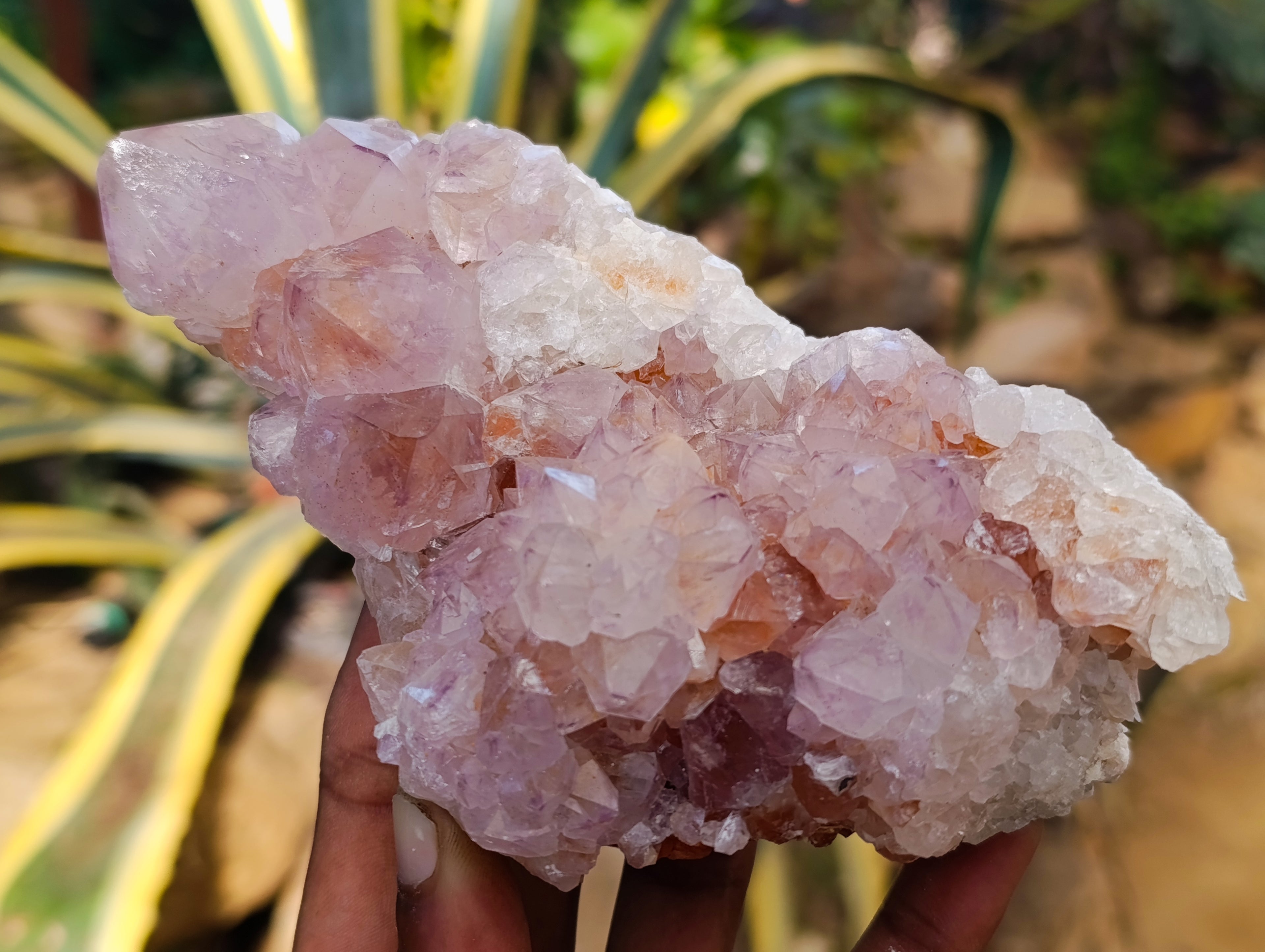 Natural Sunburst Cactus Flower Amethyst Spirit Quartz Clusters x 2 From South Africa - Toprock Gemstones and Minerals 