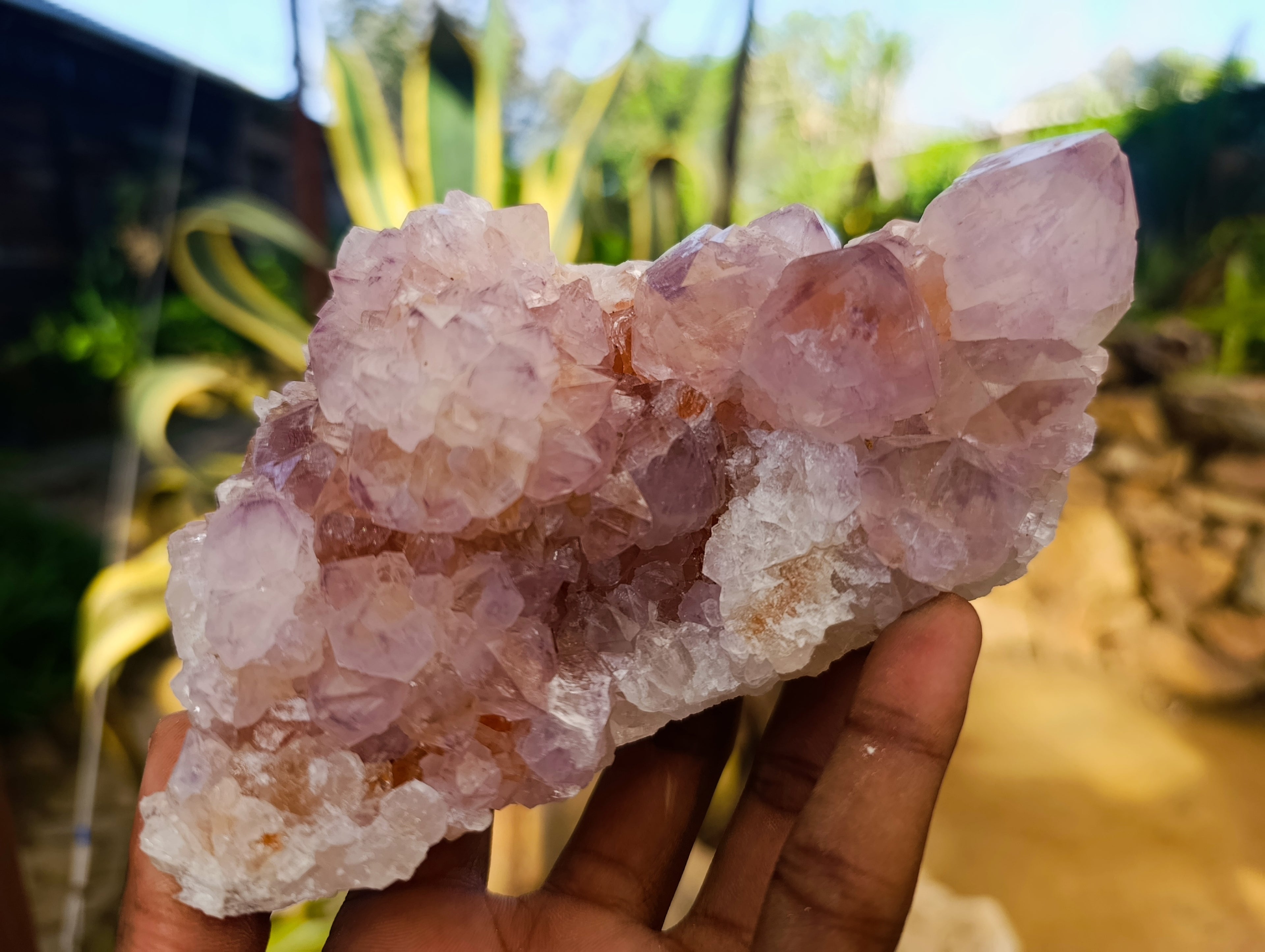 Natural Sunburst Cactus Flower Amethyst Spirit Quartz Clusters x 2 From South Africa - Toprock Gemstones and Minerals 